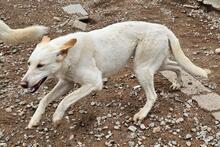 CREAM, Hund, Mischlingshund in Italien - Bild 32