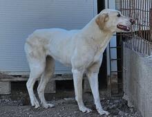 CREAM, Hund, Mischlingshund in Italien - Bild 33