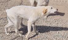 CREAM, Hund, Mischlingshund in Italien - Bild 35