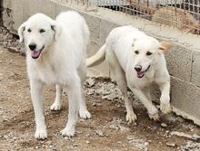 CREAM, Hund, Mischlingshund in Italien - Bild 37