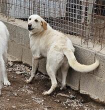 CREAM, Hund, Mischlingshund in Italien - Bild 38