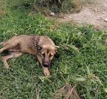 SIRIUS, Hund, Deutscher Schäferhund-Mix in Italien - Bild 13