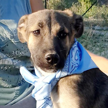 SIRIUS, Hund, Deutscher Schäferhund-Mix in Italien - Bild 7