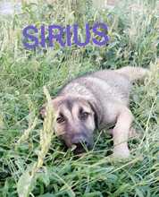 SIRIUS, Hund, Deutscher Schäferhund-Mix in Italien - Bild 8