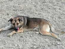 SIRIUS, Hund, Mischlingshund in Italien - Bild 4