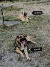 SIRIUS, Hund, Mischlingshund in Italien - Bild 5