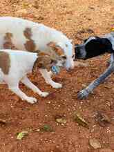DALI, Hund, Mischlingshund in Spanien - Bild 10