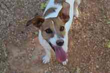 DALI, Hund, Mischlingshund in Spanien - Bild 16