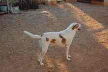DALI, Hund, Mischlingshund in Spanien - Bild 4