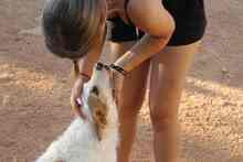 DALI, Hund, Mischlingshund in Spanien - Bild 5