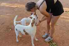 DALI, Hund, Mischlingshund in Spanien - Bild 8