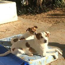 BENJI, Hund, Mischlingshund in Spanien - Bild 1