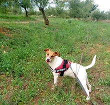 BENJI, Hund, Mischlingshund in Spanien - Bild 12