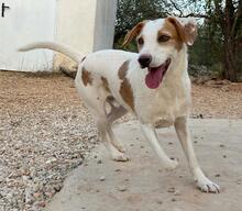 BENJI, Hund, Mischlingshund in Spanien - Bild 13