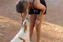 BENJI, Hund, Mischlingshund in Spanien - Bild 19