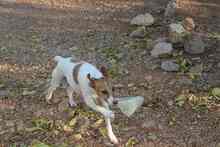 BENJI, Hund, Mischlingshund in Spanien - Bild 7