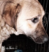 RESI, Hund, Mischlingshund in Rumänien - Bild 2