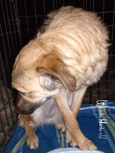 RESI, Hund, Mischlingshund in Rumänien - Bild 3
