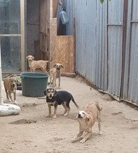 RESI, Hund, Mischlingshund in Rumänien - Bild 9