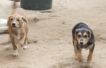 ROMY, Hund, Mischlingshund in Rumänien - Bild 11