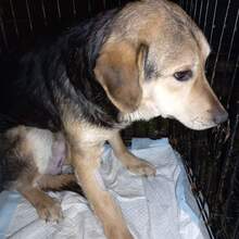 ROMY, Hund, Mischlingshund in Rumänien - Bild 4