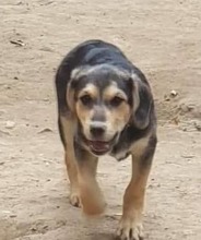 ROMY, Hund, Mischlingshund in Rumänien - Bild 5