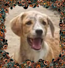 RAY, Hund, Mischlingshund in Rumänien - Bild 10