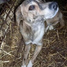 RAY, Hund, Mischlingshund in Rumänien - Bild 12