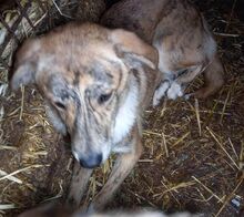 RAY, Hund, Mischlingshund in Rumänien - Bild 13
