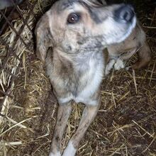 RAY, Hund, Mischlingshund in Rumänien - Bild 2