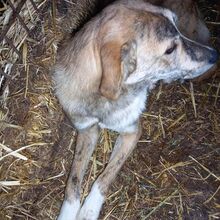 RAY, Hund, Mischlingshund in Rumänien - Bild 3