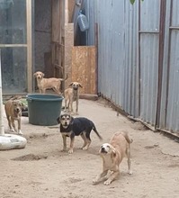 RAY, Hund, Mischlingshund in Rumänien - Bild 4