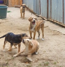 RAY, Hund, Mischlingshund in Rumänien - Bild 6