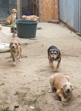 RAY, Hund, Mischlingshund in Rumänien - Bild 7