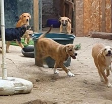RAY, Hund, Mischlingshund in Rumänien - Bild 8
