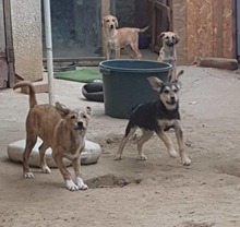RAY, Hund, Mischlingshund in Rumänien - Bild 9