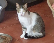 KIMBA, Katze, Europäisch Kurzhaar in Spanien - Bild 3