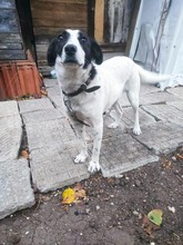SARAH, Hund, Mischlingshund in Bulgarien - Bild 1