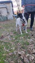 SARAH, Hund, Mischlingshund in Bulgarien - Bild 10