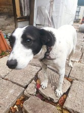 SARAH, Hund, Mischlingshund in Bulgarien - Bild 12