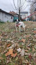 SARAH, Hund, Mischlingshund in Bulgarien - Bild 13