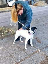 SARAH, Hund, Mischlingshund in Bulgarien - Bild 20