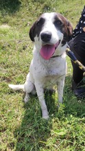 SARAH, Hund, Mischlingshund in Bulgarien - Bild 22