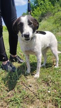 SARAH, Hund, Mischlingshund in Bulgarien - Bild 24