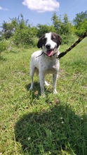 SARAH, Hund, Mischlingshund in Bulgarien - Bild 27