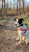 SARAH, Hund, Mischlingshund in Bulgarien - Bild 3