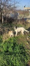 SARAH, Hund, Mischlingshund in Bulgarien - Bild 30