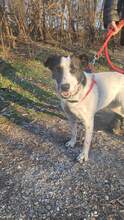 SARAH, Hund, Mischlingshund in Bulgarien - Bild 4