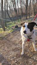 SARAH, Hund, Mischlingshund in Bulgarien - Bild 5