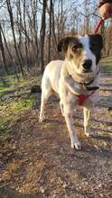 SARAH, Hund, Mischlingshund in Bulgarien - Bild 6